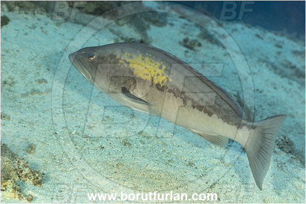 Kas, Turkey, Mediterranean sea, Epinephelus costae, Epinephelus, Serranidae, Goldblotch grouper, Golden grouper, Grouper, Fish, Male