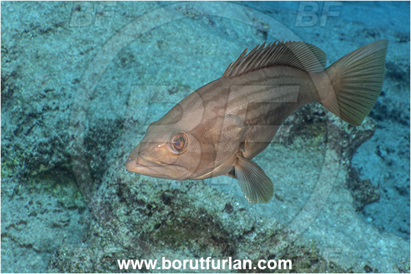 Kas, Turkey, Mediterranean sea, Epinephelus costae, Epinephelus, Serranidae, Goldblotch grouper, Golden grouper, Grouper, Fish, Female