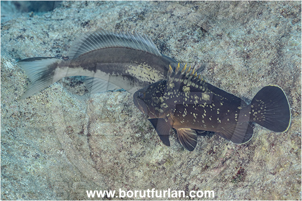 Kas, Turkey, Mediterranean sea, Epinephelus costae, Epinephelus, Serranidae, Goldblotch grouper, Golden grouper, Grouper, Fish, Epinephelus marginatus, Dusky grouper, Fight, Fighting