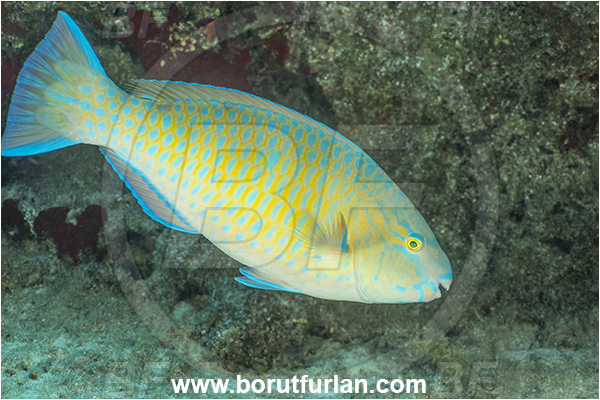 Kas, Turkey, Mediterranean sea, Blue-barred parrotfish, Bluechin parrotfish, Fish, Parrotfish, Scaridae, Scarus, Scarus ghobban