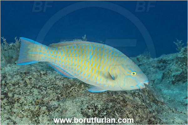 Kas, Turkey, Mediterranean sea, Blue-barred parrotfish, Bluechin parrotfish, Fish, Parrotfish, Scaridae, Scarus, Scarus ghobban