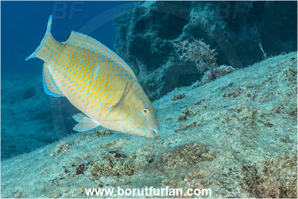 Kas, Turkey, Mediterranean sea, Blue-barred parrotfish, Bluechin parrotfish, Fish, Parrotfish, Scaridae, Scarus, Scarus ghobban