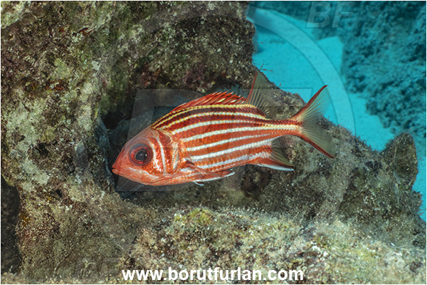 Kas, Turkey, Mediterranean sea, Sargocentron rubrum, Sargocentron, Holocentridae, Red squirrelfish, Squirrelfish, Whitetail Squirrelfish, Redcoat, Fish