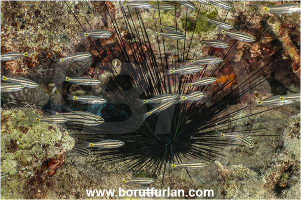 Kas, Turkey, Mediterranean sea, Diadema setosum, Diadema, Diadematidae, Echinodermata, Echinoderm, Long-spined sea urchin, Common long-spined urchin, Sea Urchin, Cheilodipterus quinquelineatus, Cheilodipterus, Apogonidae, Five-lined Cardinalfish, Cardinalfish, Fish, Fish school