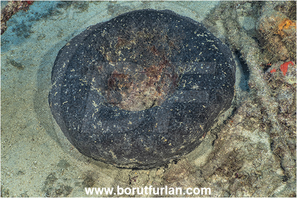 Kas, Turkey, Mediterranean sea, Sarcotragus foetidus, Sarcotragus, Irciniidae, Sponge, Porifera