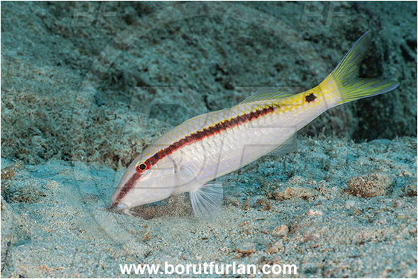 Kas, Turkey, Mediterranean sea, Parupeneus forsskali, Parupeneus, Mullidae, Red Sea goatfish, Goatfish, Fish, Feeding