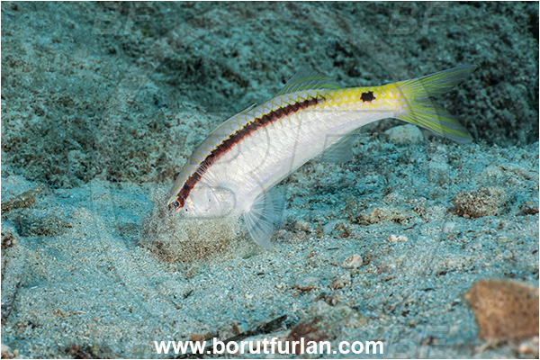 Kas, Turkey, Mediterranean sea, Parupeneus forsskali, Parupeneus, Mullidae, Red Sea goatfish, Goatfish, Fish, Feeding