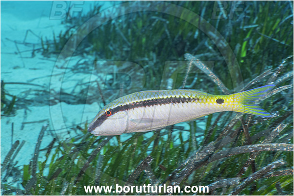 Kas, Turkey, Mediterranean sea, Parupeneus forsskali, Parupeneus, Mullidae, Red Sea goatfish, Goatfish, Fish