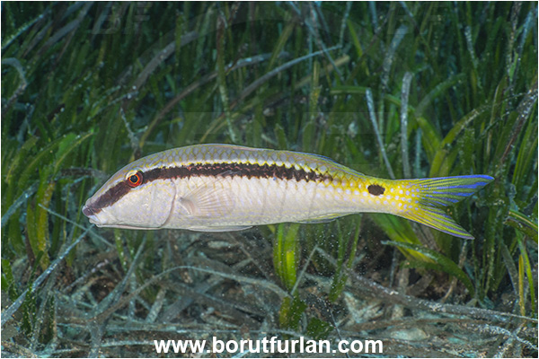 Kas, Turkey, Mediterranean sea, Parupeneus forsskali, Parupeneus, Mullidae, Red Sea goatfish, Goatfish, Fish