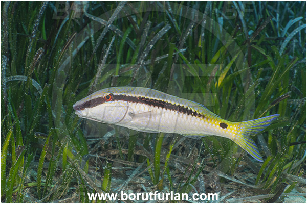 Kas, Turkey, Mediterranean sea, Parupeneus forsskali, Parupeneus, Mullidae, Red Sea goatfish, Goatfish, Fish