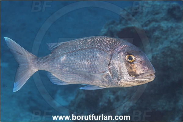 Kas, Turkey, Mediterranean sea, Pagrus pagrus, Pagrus, Sparidae, Red porgy, Porgy, Fish