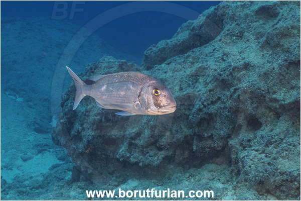 Kas, Turkey, Mediterranean sea, Pagrus pagrus, Pagrus, Sparidae, Red porgy, Porgy, Fish