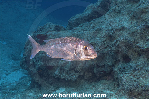Kas, Turkey, Mediterranean sea, Pagrus pagrus, Pagrus, Sparidae, Red porgy, Porgy, Fish