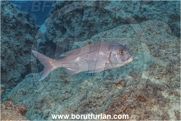 Kas, Turkey, Mediterranean sea, Pagrus pagrus, Pagrus, Sparidae, Red porgy, Porgy, Fish