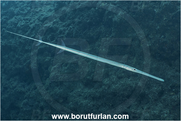 Kas, Turkey, Mediterranean sea, Fistularia commersonii, Fistularia, Fistulariidae, Bluespotted cornetfish, Cornetfish, Fish
