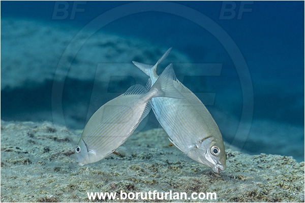 Kas, Turkey, Mediterranean sea, Siganus rivulatus, Siganus, Siganidae, Marbled rabbit fish, Marbled spinefoot, Spinefoot, Rabbit fish, Fish, Feeding