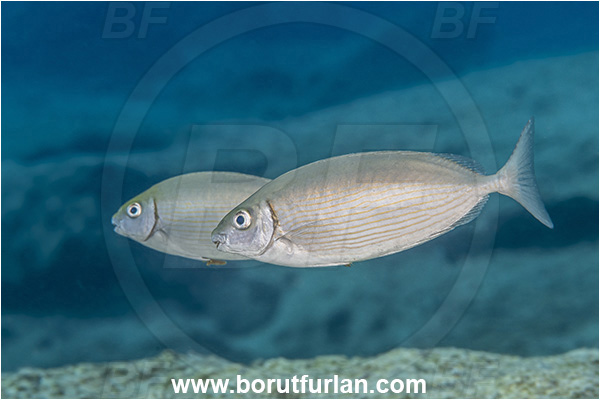 Kas, Turkey, Mediterranean sea, Siganus rivulatus, Siganus, Siganidae, Marbled rabbit fish, Marbled spinefoot, Spinefoot, Rabbit fish, Fish