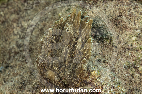 Kas, Turkey, Mediterranean sea, Unidentified, Sponge, Porifera