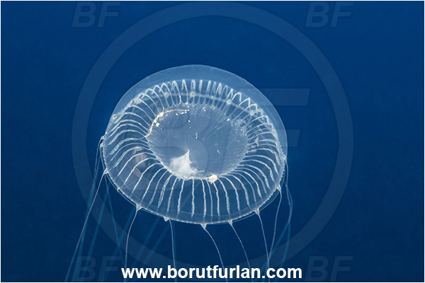 Kas, Turkey, Mediterranean sea, Aequorea forskalea, Aequorea, Aequoreidae, Hydrozoa, Cnidaria, Cnidarian, Many-ribbed jellyfish, Jellyfish