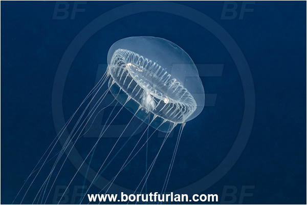 Kas, Turkey, Mediterranean sea, Aequorea forskalea, Aequorea, Aequoreidae, Hydrozoa, Cnidaria, Cnidarian, Many-ribbed jellyfish, Jellyfish