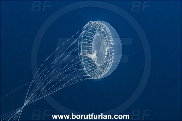 Kas, Turkey, Mediterranean sea, Aequorea forskalea, Aequorea, Aequoreidae, Hydrozoa, Cnidaria, Cnidarian, Many-ribbed jellyfish, Jellyfish