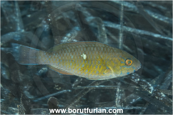 Kas, Turkey, Mediterranean sea, Blue-barred parrotfish, Bluechin parrotfish, Fish, Parrotfish, Scaridae, Scarus, Scarus ghobban, Juvenile