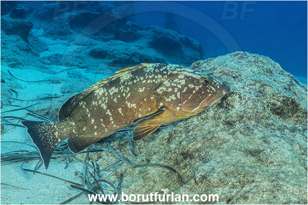 Kas, Turkey, Mediterranean sea, Epinephelus marginatus, Epinephelus, Serranidae, Dusky grouper, Grouper, Fish
