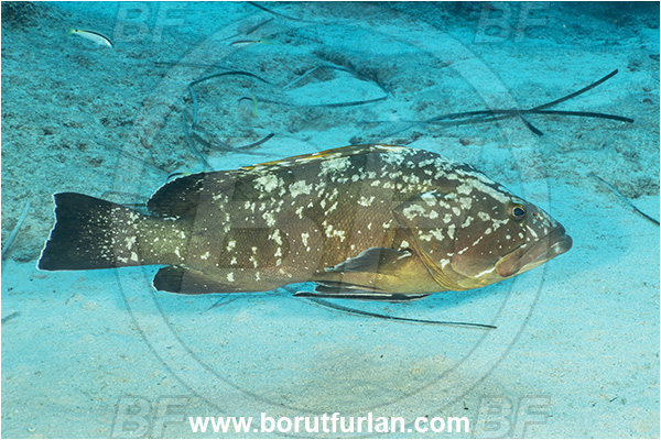 Kas, Turkey, Mediterranean sea, Epinephelus marginatus, Epinephelus, Serranidae, Dusky grouper, Grouper, Fish
