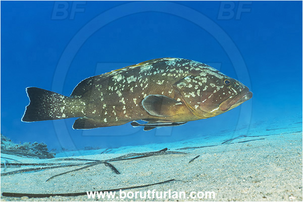 Kas, Turkey, Mediterranean sea, Epinephelus marginatus, Epinephelus, Serranidae, Dusky grouper, Grouper, Echeneis naucrates, Echeneidae, Slender Suckerfish, Suckerfish, Fish