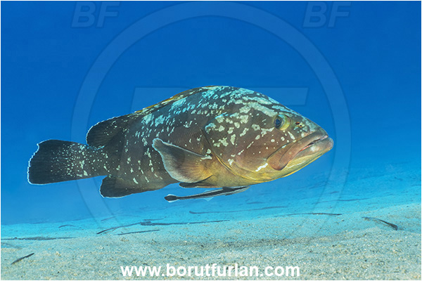 Kas, Turkey, Mediterranean sea, Epinephelus marginatus, Epinephelus, Serranidae, Dusky grouper, Grouper, Echeneis naucrates, Echeneidae, Slender Suckerfish, Suckerfish, Fish