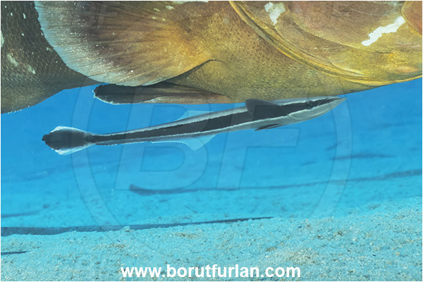 Kas, Turkey, Mediterranean sea, Epinephelus marginatus, Epinephelus, Serranidae, Dusky grouper, Grouper, Echeneis naucrates, Echeneidae, Slender Suckerfish, Suckerfish, Fish