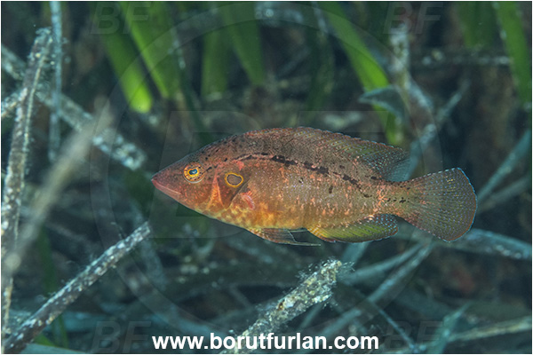 Kas, Turkey, Mediterranean sea, Pteragogus pelycus, Pteragogus, Labridae, Sideburn wrasse, Wrasse, Fish