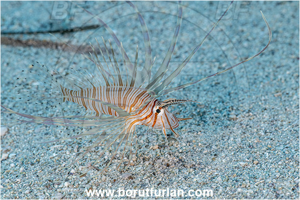 Kas, Turkey, Mediterranean sea, Pterois miles, Pterois, Scorpaenidae, Devil Firefish, Lionfish, Fish, Juvenile