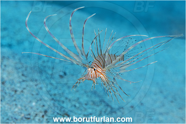 Kas, Turkey, Mediterranean sea, Pterois miles, Pterois, Scorpaenidae, Devil Firefish, Lionfish, Fish, Juvenile