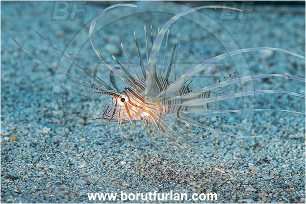 Kas, Turkey, Mediterranean sea, Pterois miles, Pterois, Scorpaenidae, Devil Firefish, Lionfish, Fish, Juvenile