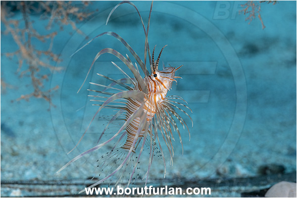 Kas, Turkey, Mediterranean sea, Pterois miles, Pterois, Scorpaenidae, Devil Firefish, Lionfish, Fish, Juvenile