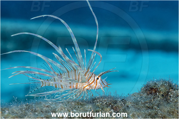 Kas, Turkey, Mediterranean sea, Pterois miles, Pterois, Scorpaenidae, Devil Firefish, Lionfish, Fish, Juvenile