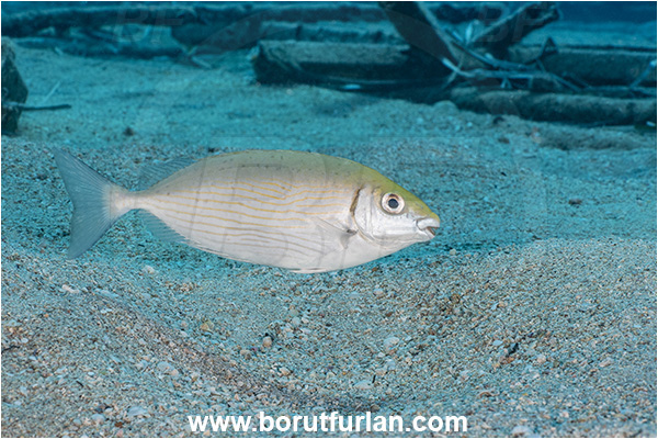 Kas, Turkey, Mediterranean sea, Siganus rivulatus, Siganus, Siganidae, Marbled rabbit fish, Marbled spinefoot, Spinefoot, Rabbit fish, Fish