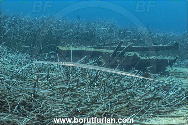 Kas, Turkey, Mediterranean sea, Fistularia commersonii, Fistularia, Fistulariidae, Bluespotted cornetfish, Cornetfish, Fish