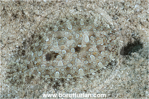 Kas, Turkey, Mediterranean sea, Arnoglossus thori, Arnoglossus, Bothidae, Thor