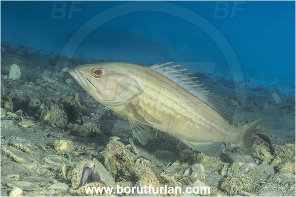 Kas, Turkey, Mediterranean sea, Epinephelus costae, Epinephelus, Serranidae, Goldblotch grouper, Golden grouper, Grouper, Fish, Female
