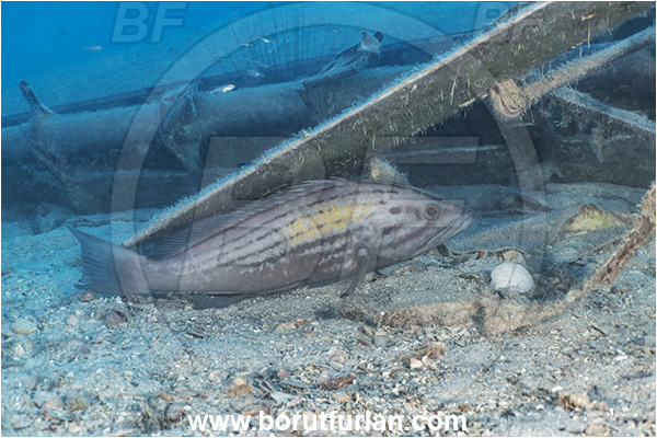 Kas, Turkey, Mediterranean sea, Epinephelus costae, Epinephelus, Serranidae, Goldblotch grouper, Golden grouper, Grouper, Fish, Male