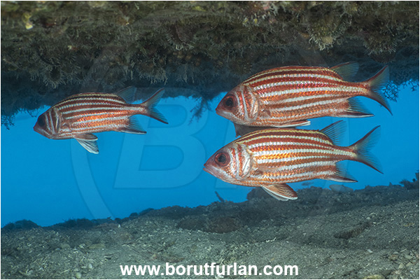 Kas, Turkey, Mediterranean sea, Sargocentron rubrum, Sargocentron, Holocentridae, Red squirrelfish, Squirrelfish, Whitetail Squirrelfish, Redcoat, Fish