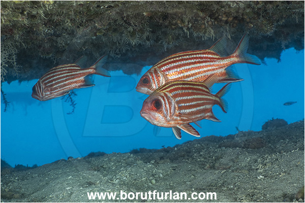 Kas, Turkey, Mediterranean sea, Sargocentron rubrum, Sargocentron, Holocentridae, Red squirrelfish, Squirrelfish, Whitetail Squirrelfish, Redcoat, Fish