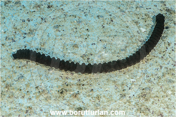 Kas, Turkey, Mediterranean sea, Synaptula reciprocans, Synaptula, Synaptidae, Synaptula sea cucumber, Sea cucumber, Holothuroidea, Holothurian, Echinodermata, Echinoderm