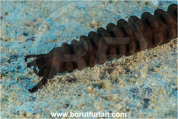 Kas, Turkey, Mediterranean sea, Synaptula reciprocans, Synaptula, Synaptidae, Synaptula sea cucumber, Sea cucumber, Holothuroidea, Holothurian, Echinodermata, Echinoderm