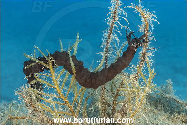 Kas, Turkey, Mediterranean sea, Synaptula reciprocans, Synaptula, Synaptidae, Synaptula sea cucumber, Sea cucumber, Holothuroidea, Holothurian, Echinodermata, Echinoderm