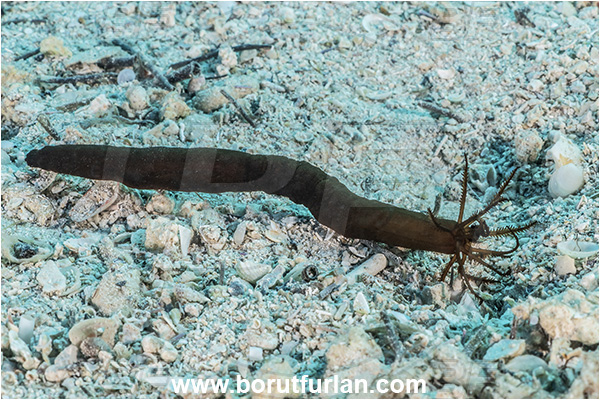 Kas, Turkey, Mediterranean sea, Synaptula reciprocans, Synaptula, Synaptidae, Synaptula sea cucumber, Sea cucumber, Holothuroidea, Holothurian, Echinodermata, Echinoderm