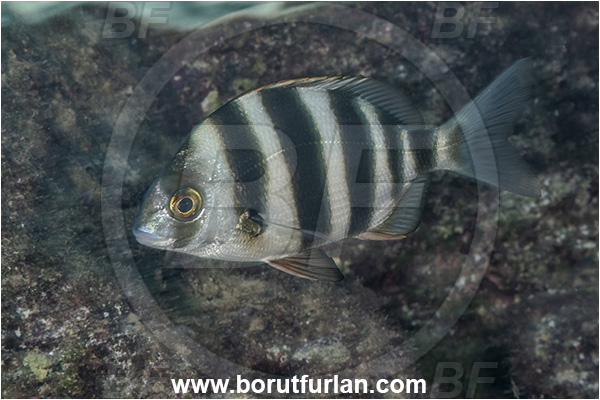 Kas, Turkey, Mediterranean sea, Diplodus cervinus, Diplodus, Sparidae, Zebra seabream, Seabream, Fish