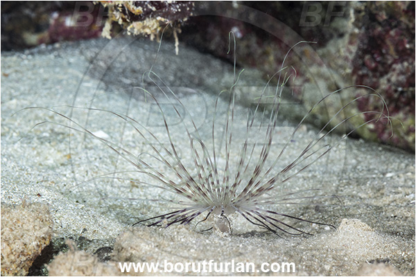 Kas, Turkey, Mediterranean sea, Pachycerianthus solitarius, Pachycerianthus, Cerianthidae, Tube-dwelling anemone, Anemone, Anthozoa, Cnidaria, Cnidarian